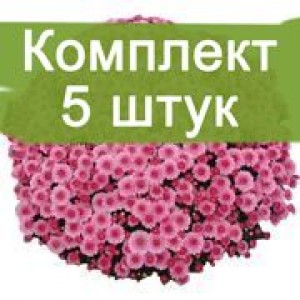 Саженцы сиреневой хризантемы мультифлоры Черил пинк (Cheryl Pink) -  комплект 5 шт.