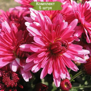 Саженцы ярко-малиновой хризантемы мультифлоры ПАН лилак (Pan Lilac) (Ярко-малиновая ) -  комплект 5 шт.