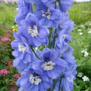 Саженец дельфиниума Санни Скай (Sunny Sky)