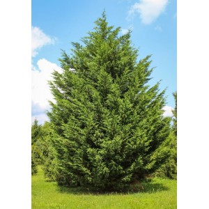 Саженец кипарисовика Лейланда от 150 см