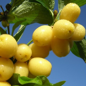 Саженец кизила Галицкого