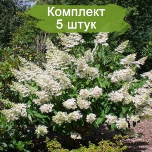 Саженцы гортензии метельчатой Голиаф (Goliath) -  комплект 5 шт.