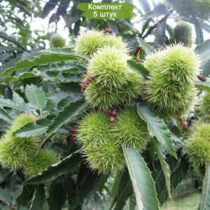 Саженцы каштана мягчайший китайский -  комплект 5 шт.