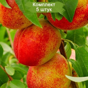 Саженцы нектарина колоновидного Фэнтези -  комплект 5 шт.