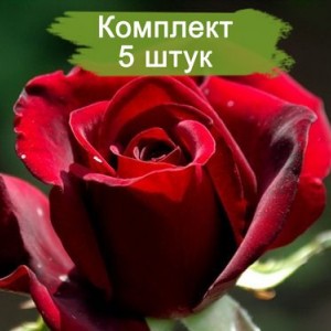 Саженцы чайно-гибридной розы Черный принц (Black Prince) -  комплект 5 шт.