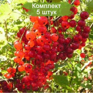 Саженцы красной смородины Голландская - комплект 5 шт.