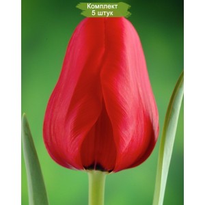 Луковицы тюльпана Иль де Франс (Ile de France) -  комплект 5 шт.