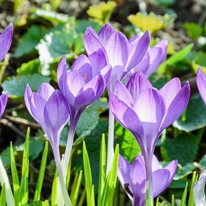 Луковица крокуса крупноцветкового Прекрасный