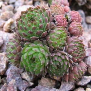 Саженец молодило Карликового