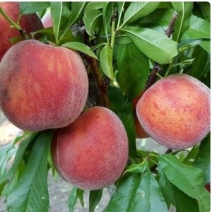 Персик Дагестанский золотой