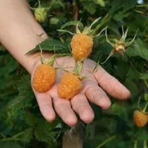 Саженец ремонтантной малины Гигант Оранж (Gigant orange) (Желтая)