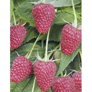 Саженец малины Таруса (Красная)