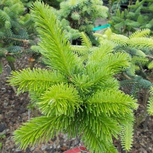 Сеянец пихты кавказской ( до 15см)