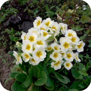 Саженец примулы Альба (Alba)