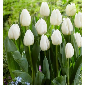 Луковица тюльпана Уайт Принц  (White Prince)